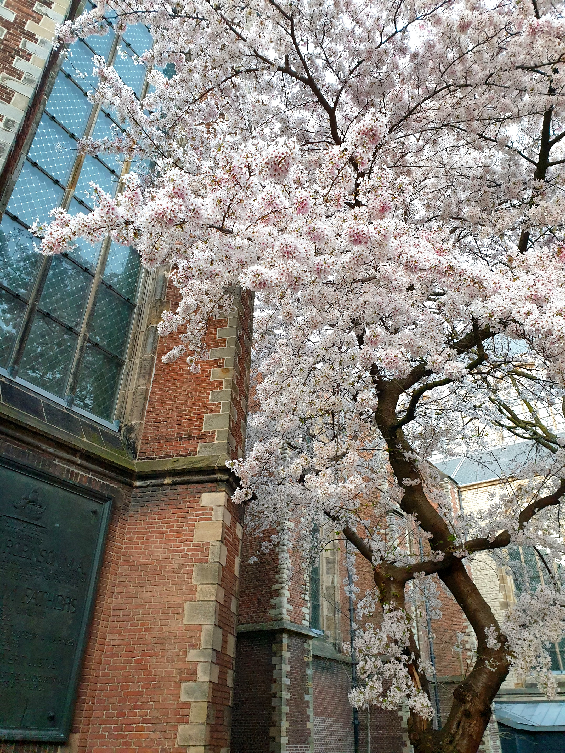 Pieterskerk, Leiden, Zuid-Holland, Nederland