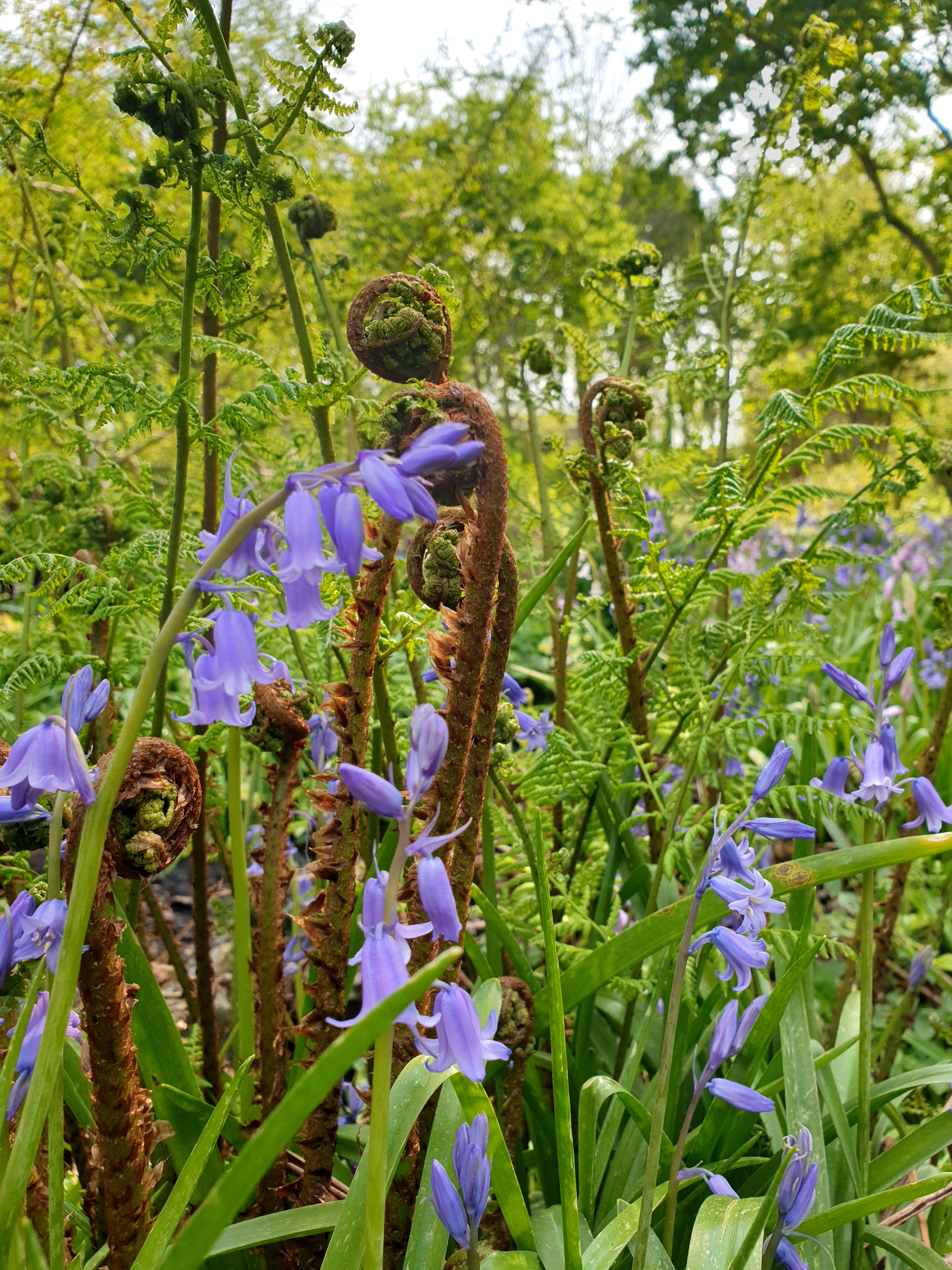 Hortus Botanicus, Leiden, Zuid-Holland, Nederland