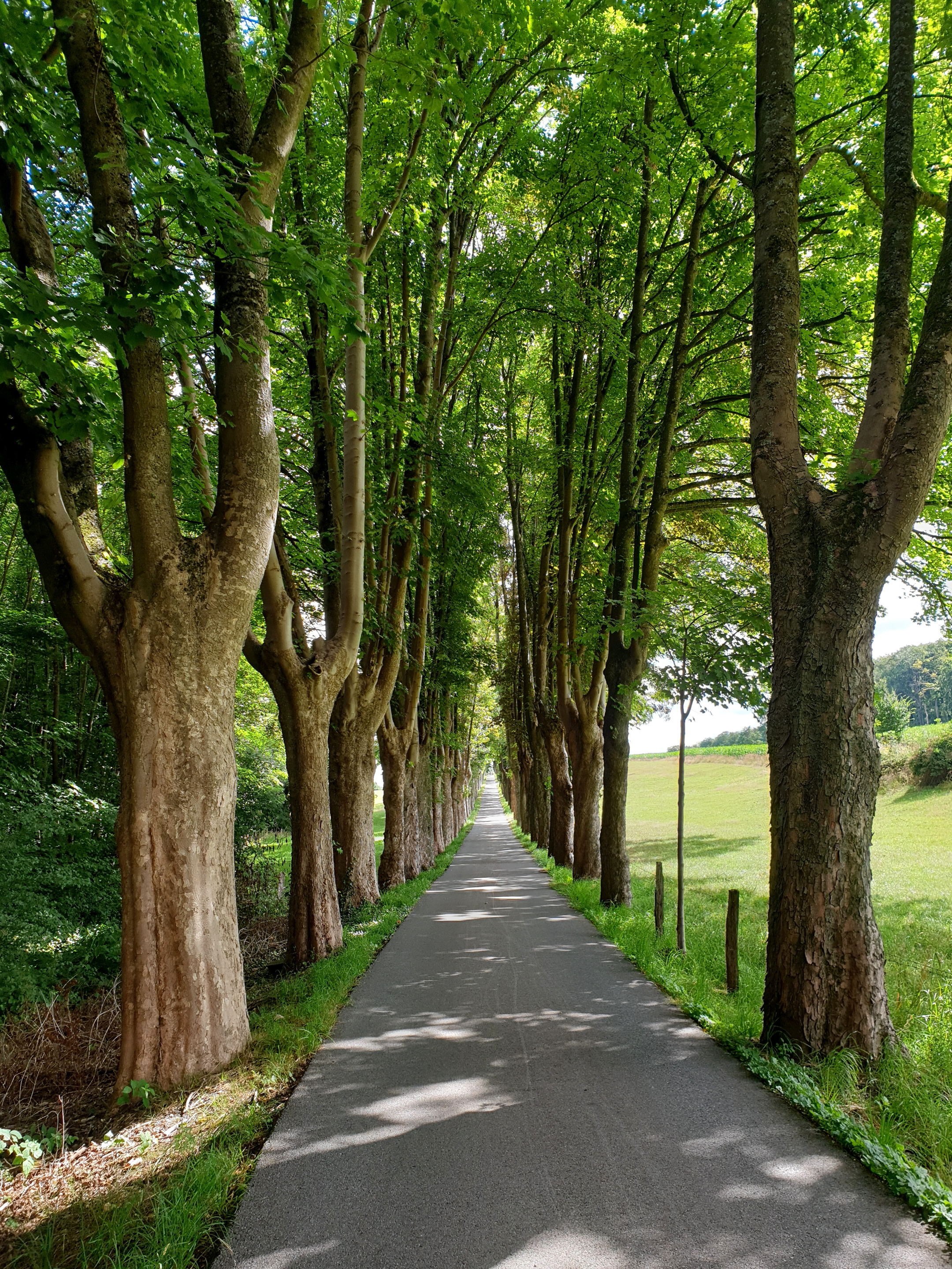Scherenberg, Schee, NRW, Deutschland