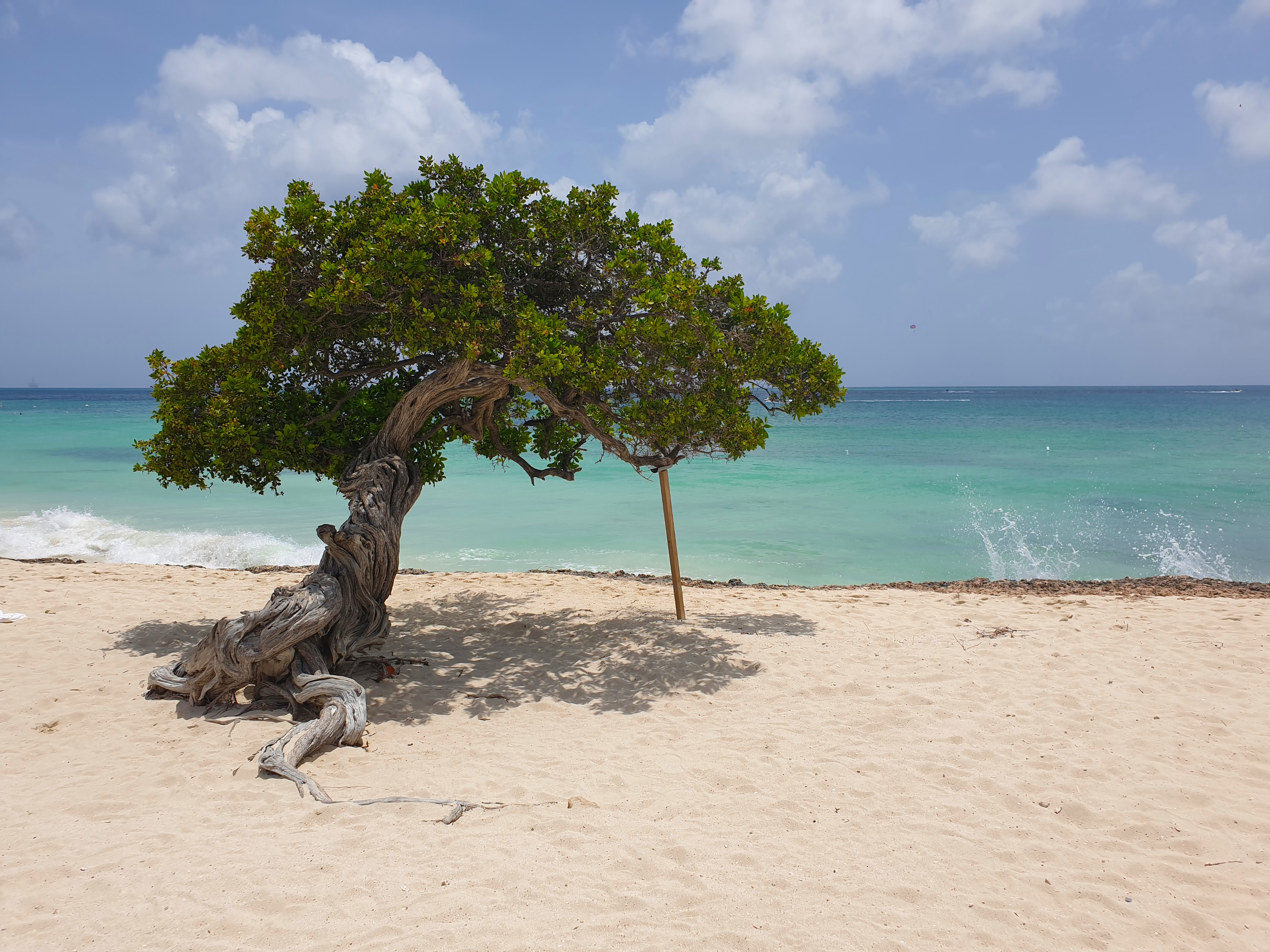 Divi Divi Tree, Eagle Beach, Aruba