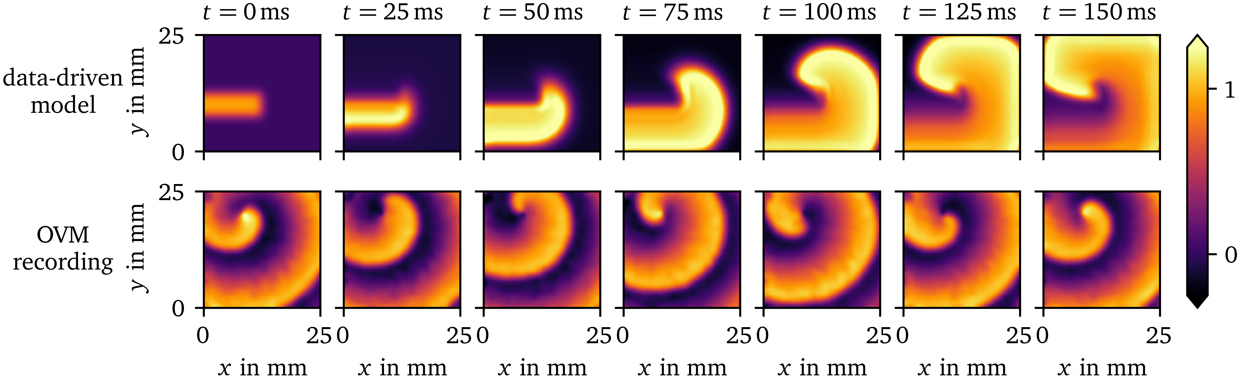 Comparison of a spiral wave for the data-driven model for the OVM data set for hiAMs to a OVM recording of hiAMs showing a stable rotor