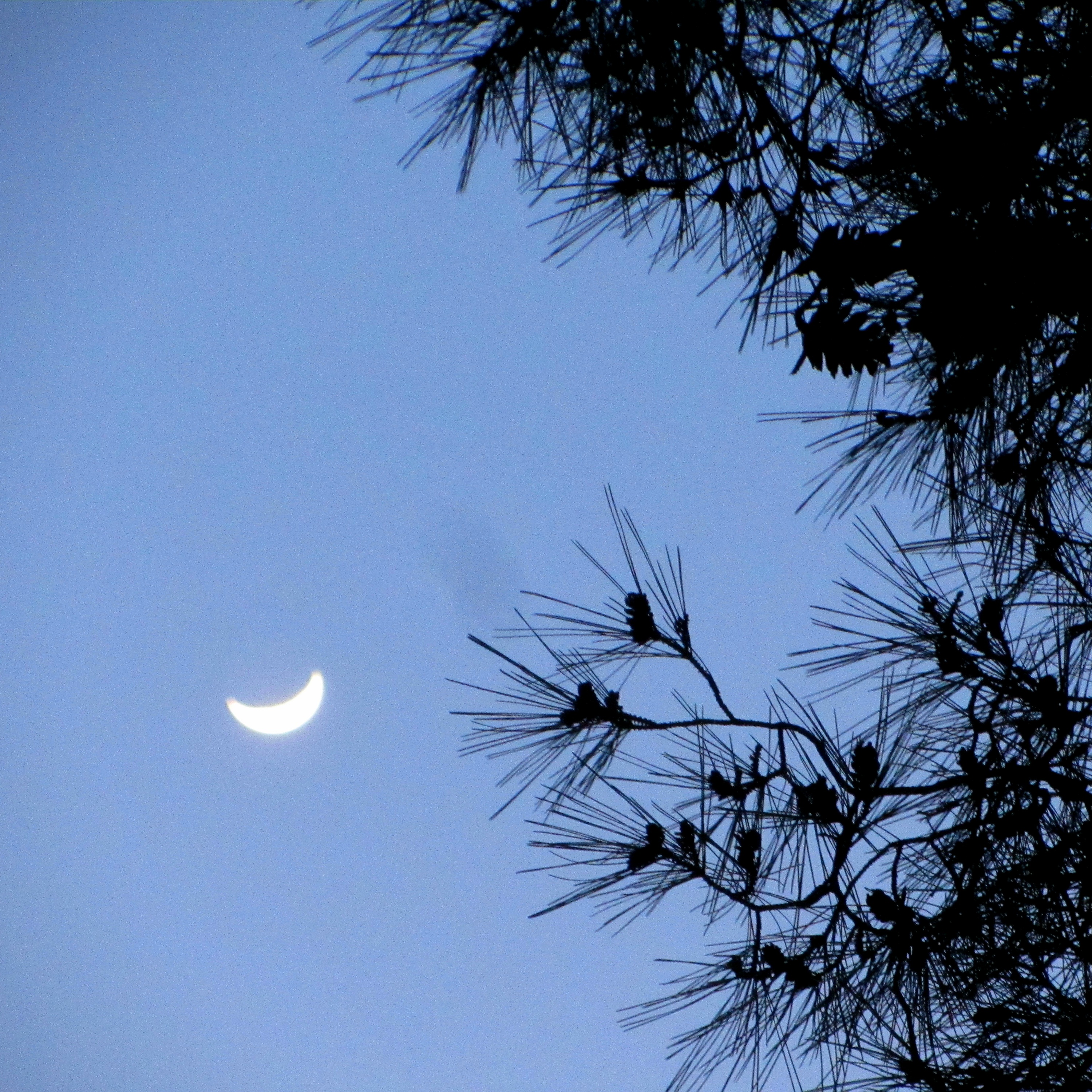 Palmižana, Sveti Klement, Hrvatska