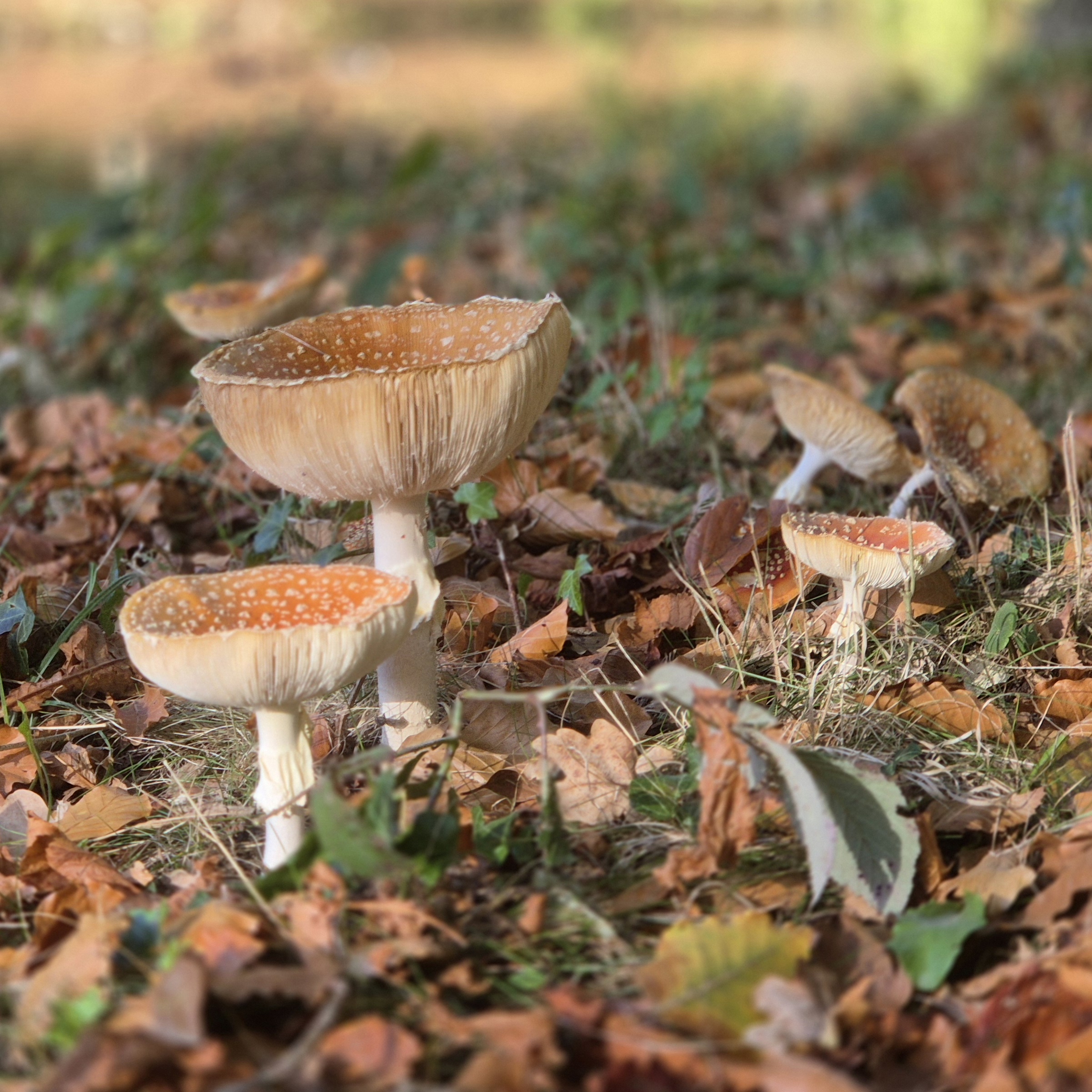 ’s-Gravenhage, Zuid-Holland, Nederland