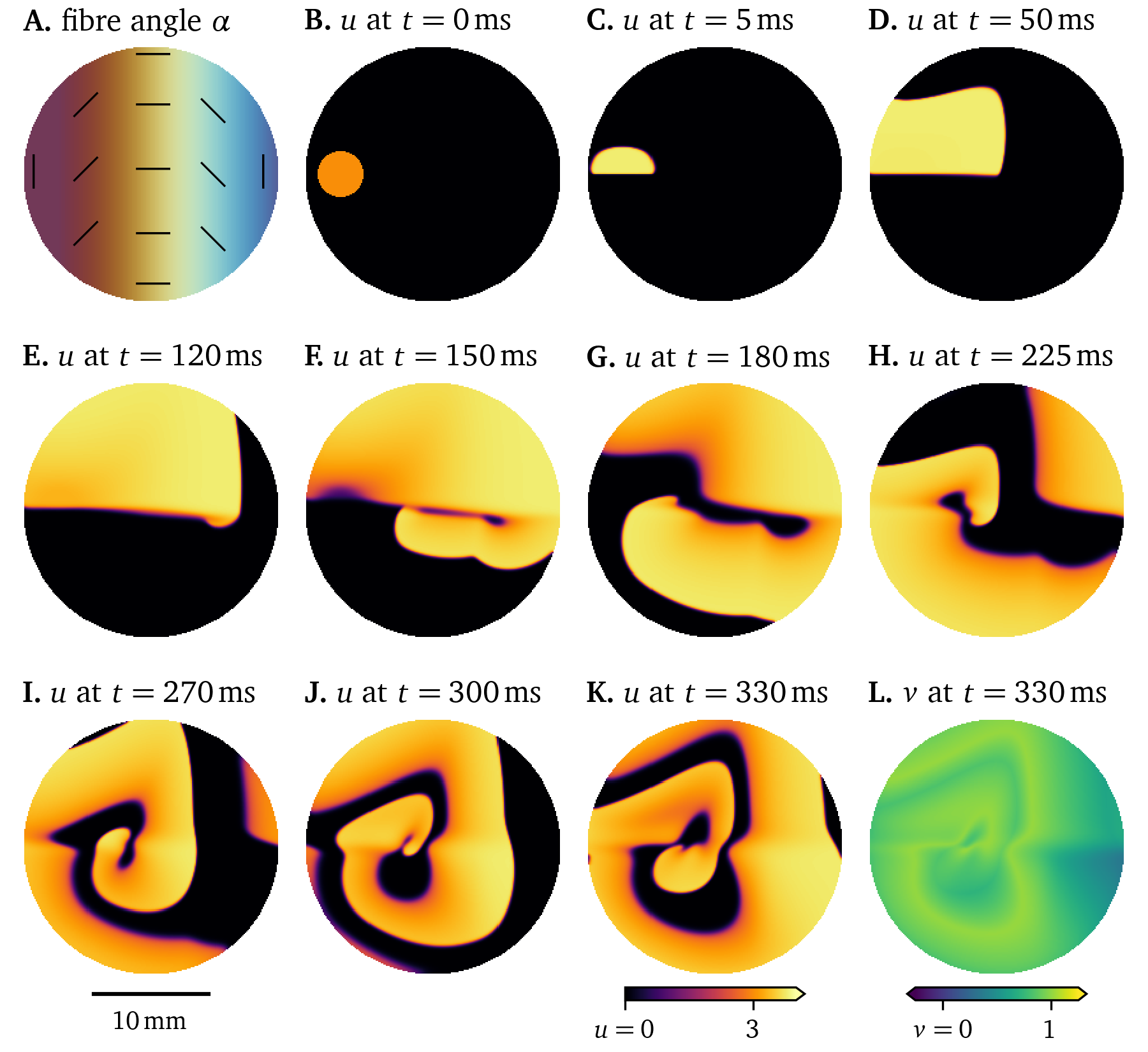 Simulation showing the influence of fibre direction