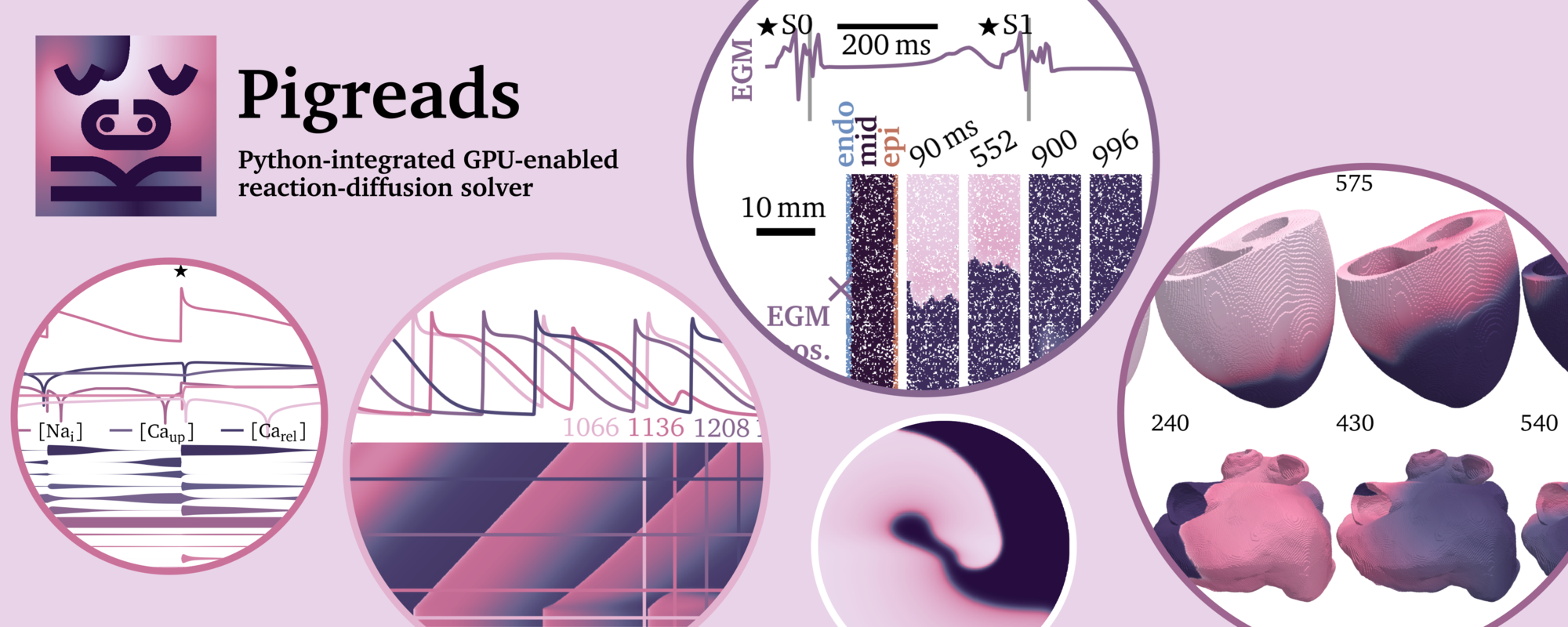 Featured image of post Pigreads: The Python-integrated GPU-enabled reaction-diffusion solver using OpenCL for cardiac electrophysiology and other applications